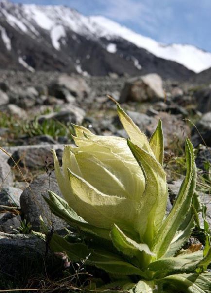 国家二级保护植物有哪些「国家二级保护植物有哪些 名单」